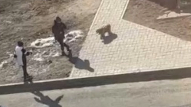 Дети закидали камнями бездомную собаку в Охе