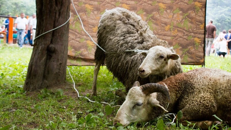 Пастух обменял чужих баранов на сигареты и алкоголь на юге Сахалина