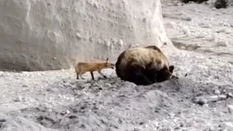 Лиса попыталась украсть добычу у медведя на Курилах