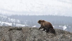 Космическая открытка, «уйковый скандал» и пробуждение косолапых: новости выходных на Сахалине