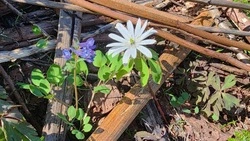 Новый вид раннецветущих растений для Южных Курил нашли в заповеднике на Кунашире