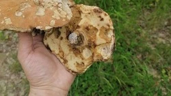 Грибной сезон открыли на Сахалине