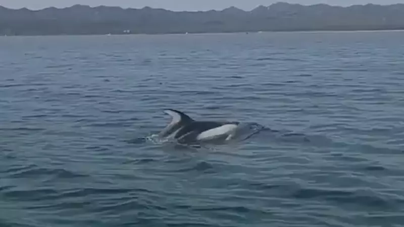 Косатка вышла навстречу рыбакам на Сахалине