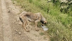 Иссохшую до костей собаку бросили на обочине в Углегорском районе