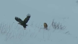 Видеофакт: лиса испугала крупного орлана на Курилах