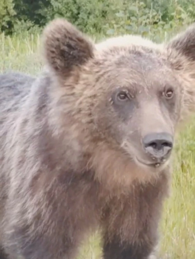 «Братан, нормально у тебя все?»: медведя позвали работать в цирк на Сахалине