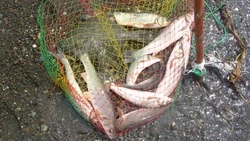 Курильчанин наловил симы на «уголовку» 