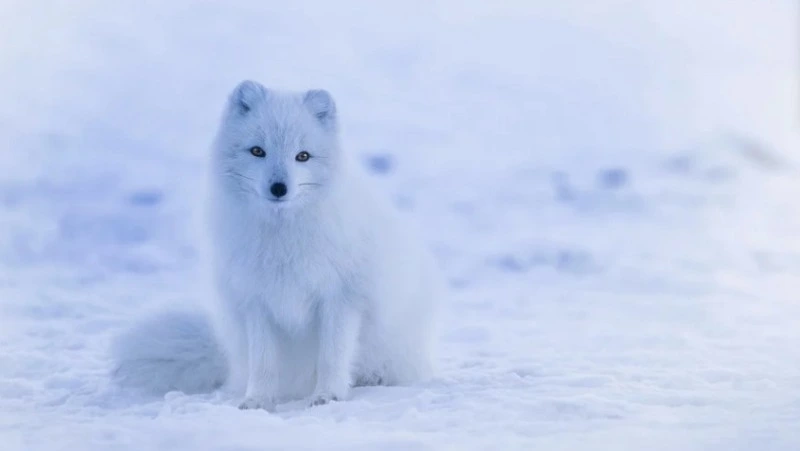 16 января — Всемирный день снега: как снежный апокалипсис на Сахалине и Курилах объединил людей