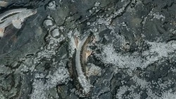 Сахалинская область и Хабаровский край остались последними на лососевой путине