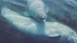 Спасенные из китовой тюрьмы белухи пережили уже вторую зиму