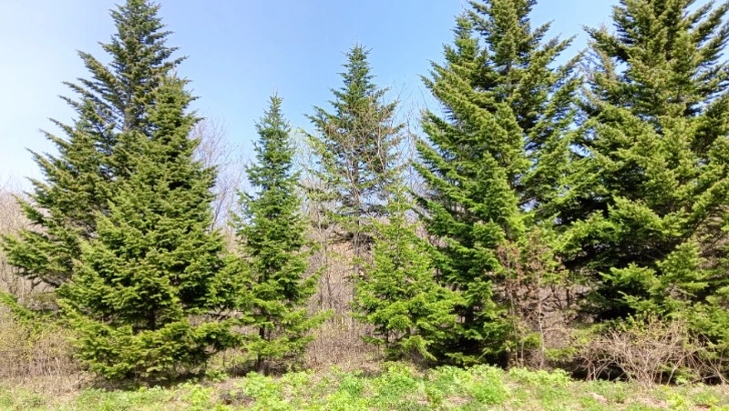 Тепло на севере и дожди на юге спрогнозировали синоптики Сахалина на 5 июня