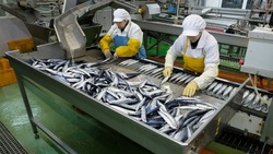 Новый завод на Курилах займется переработкой рыбы для экспорта