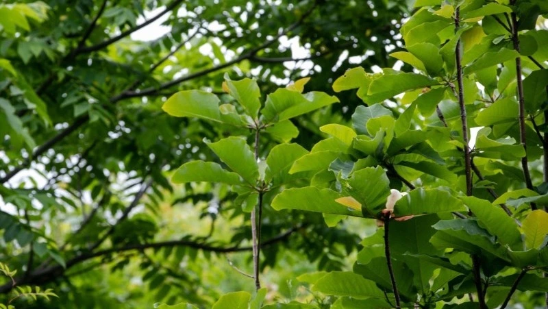 Цифровая экскурсия по экологической тропе пройдет в Южно-Сахалинске