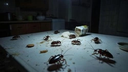 Житель ЖК «Уюн» в Южно-Сахалинске пожаловался на нашествие тараканов