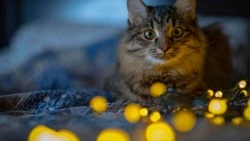 Планировочный район Южно-Сахалинска проведет 5 декабря без электричества