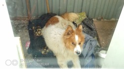Волонтеры на Сахалине пытаются спасти собаку из голодного плена
