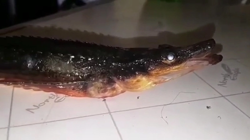 Сахалинский рыбак выловил в озере лисичку, похожую на крокодила