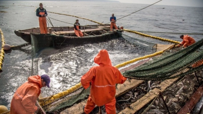 Промысловики Сахалинской области добыли свыше 16,2 тысячи тонн лососевых 
