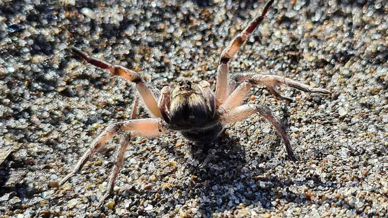 Тарантулов-волков обнаружили на пляжах Сахалина