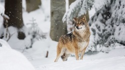 Туристы обнаружили труп животного, похожего на волка в Ногликском районе