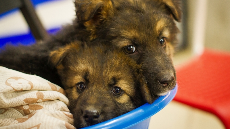 Подопечным сахалинского приюта «Пес и кот» нужны еда, уборка и перевязки