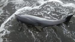 На Кунашире дали второй шанс на жизнь выброшенному морской волной дельфиненку