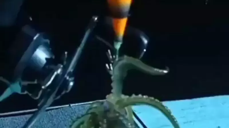 Крупной добычей кальмара похвастал рыбак на Сахалине