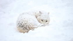 Циклон пройдет на Сахалине и Курилах в течение недели 21-27 февраля