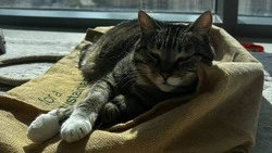 Кошка без задних лап из приюта Южно-Сахалинска переехала на ПМЖ в Дубай