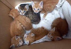 Кошка принесла шестерых котят к людям в аптеку Холмска