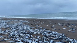 «Все усыпано рыбой»: сахалинцы собирают селедку ведрами после массового выброса 