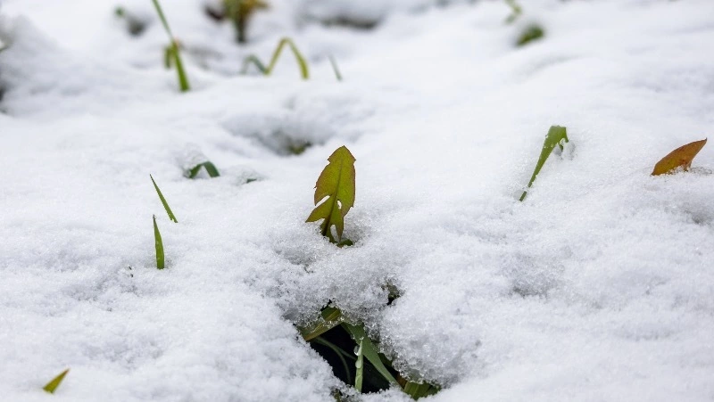 Снег и плюсовые температуры придут в Южно-Сахалинск 29 декабря