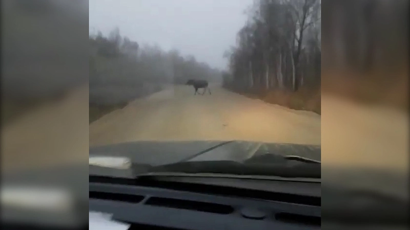 Сахалинцы повстречали на лесной дорожке лосей