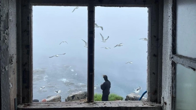 Бесстыжие лисы Сахалина съели чипсы Нюты Федермессер