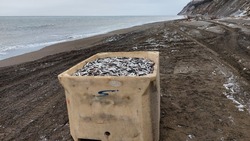 Браконьеры пытались вывезти тонны мойвы с побережья Сахалина