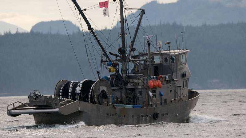 Ученые помогут сахалинским сайроловам на путине