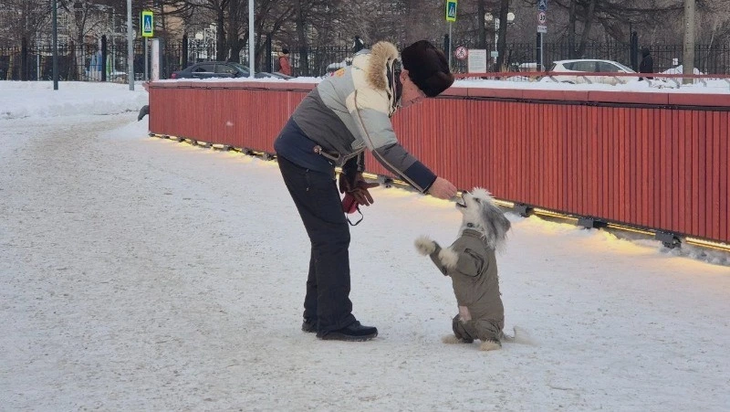 Убрать за Дружком