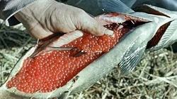 В Поронайске полиция задержала мужчину при заготовке контрабандной красной икры