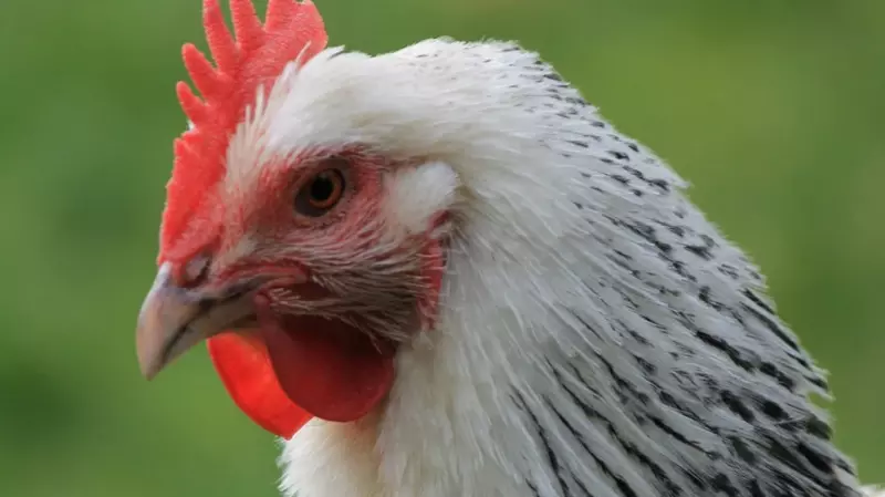 Сахалинская птицефабрика прокомментировала зеленое мясо в курице
