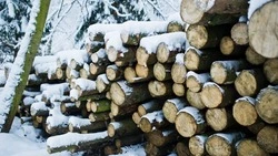 Руководителю ОАУ «Восточное лесное хозяйство» вынесли приговор в Поронайске