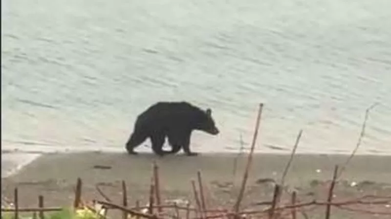 Ясноморский медвежонок снова отправился гулять рядом с людьми (ВИДЕО)