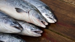Рыбаки Сахалина не нашли общий язык в подготовке к лососевой путине