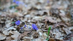 Март 2022 года на Сахалине: массовая гибель, смерть на СВО, импортозамещение