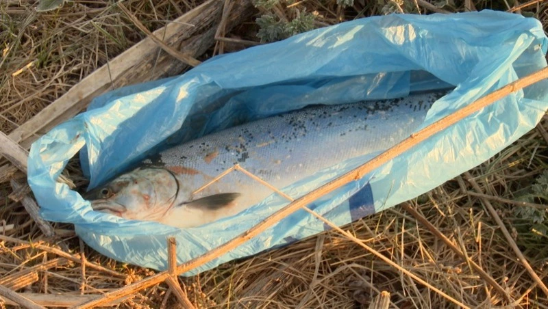 Эксперты обсудят тонкости лососевой путины на встрече «Дискуссионного клуба» 23 мая