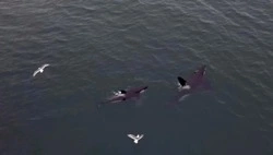 Удивительная встреча: житель Сахалина запечатлел косаток в бухте Тихой