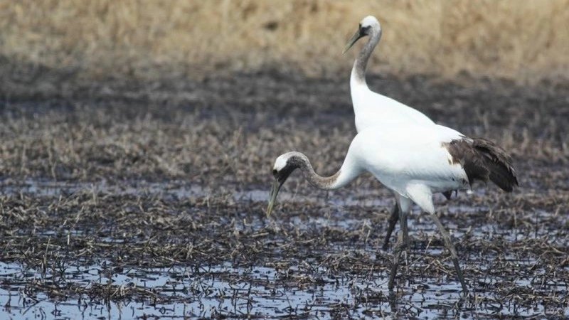 Иностранцы сняли фильм про обитателей Кунашира