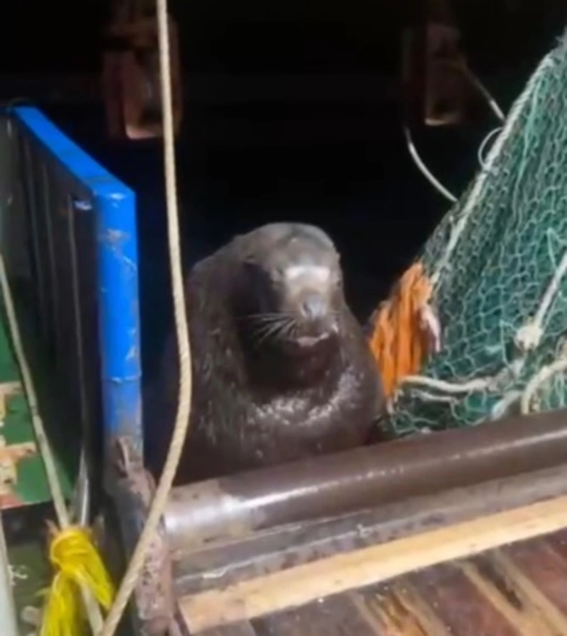 Сивучи на Курилах сами забираются на суда, чтобы поесть свежей рыбы