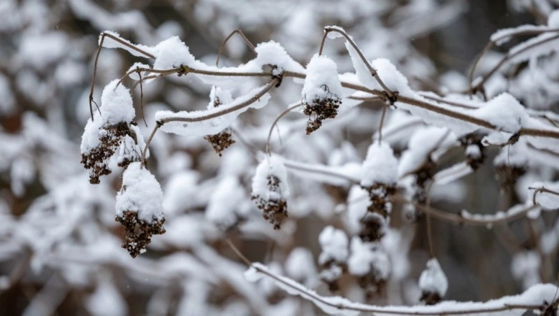 Метель и штормовой ветер накроют север Сахалина и Курилы 9 января