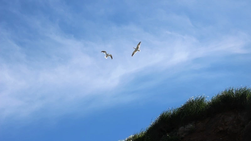 В посольстве РФ заявили о продолжении незаконных притязаний Японии на Курилы