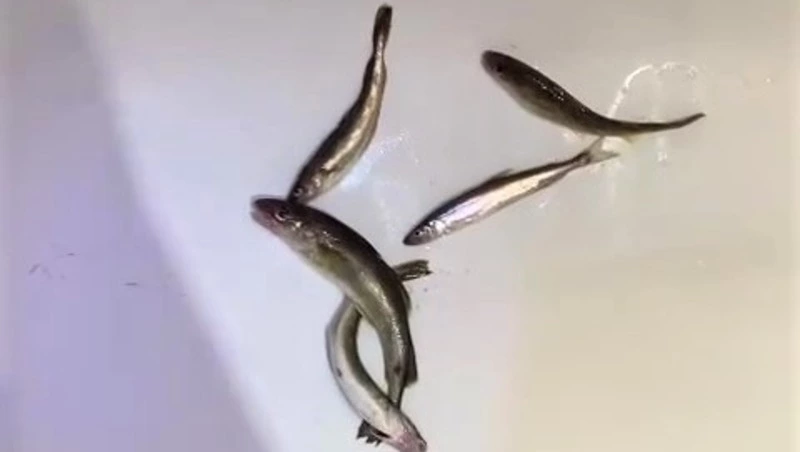 «Порадовали уловы»: сколько поймали корюшки и наваги рыбаки 8 марта на Сахалине